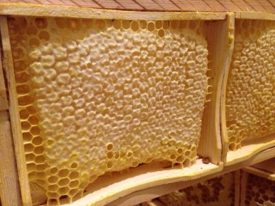 Лот: 14460620. Фото: 1. Сотовый МЁД. Мёд, продукты пчеловодства