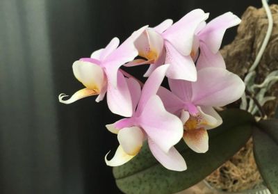 Лот: 16281448. Фото: 1. Орхидея Фаленопсис. Горшечные растения и комнатные цветы