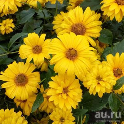Лот: 13715022. Фото: 1. Гелиопсис. Садовые цветы