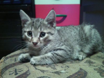 Лот: 4298496. Фото: 1. Котик, даром. Кошки, котята
