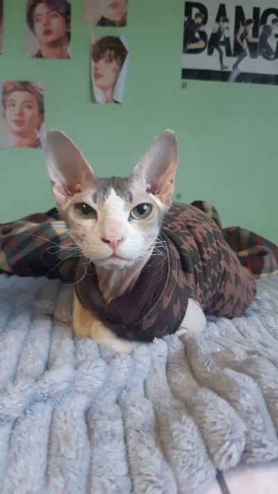 Лот: 19637846. Фото: 1. донской сфинкс велюр девочка. Кошки, котята