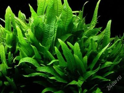 Лот: 1575552. Фото: 1. Папоротник таиландский (Microsorium... Водные растения