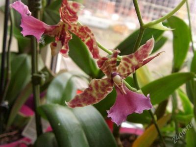 Лот: 952379. Фото: 1. Орхидея Онцидиум детка №2. Горшечные растения и комнатные цветы
