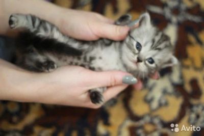 Лот: 9638083. Фото: 1. Шотландский мраморный мальчик. Кошки, котята