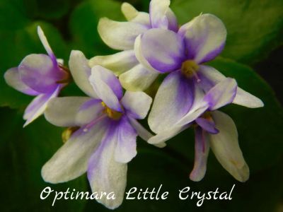 Лот: 8467903. Фото: 1. Мини фиалка Optimara Little Crystal... Горшечные растения и комнатные цветы