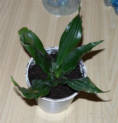 Лот: 1300155. Фото: 1. Dracaena Fragrans или Драцена... Горшечные растения и комнатные цветы
