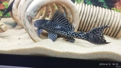 Лот: 13737596. Фото: 1. Сом плекостомус 23-25см. Рыбки