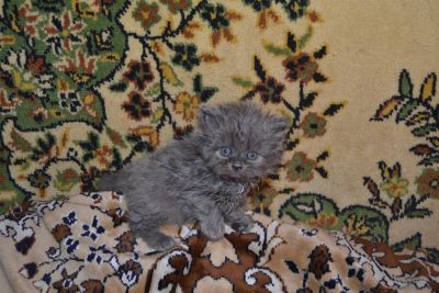 Лот: 1021183. Фото: 1. Дымчатый очаровательный полуперсик. Кошки, котята
