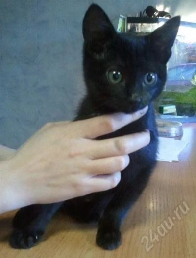 Лот: 609333. Фото: 1. котенок с прооперированной лапкой. Остальные животные