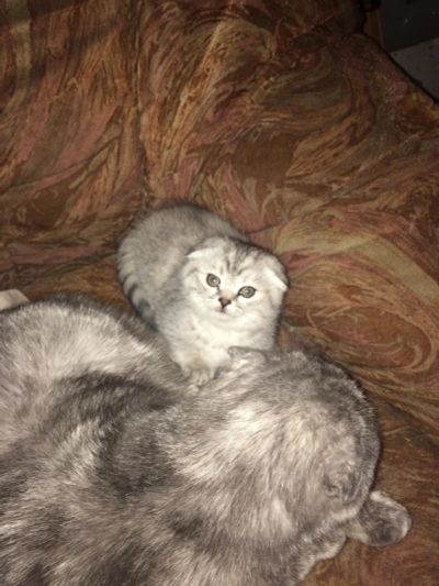 Лот: 10576897. Фото: 1. Шотландский вислоухий котёнок. Кошки, котята