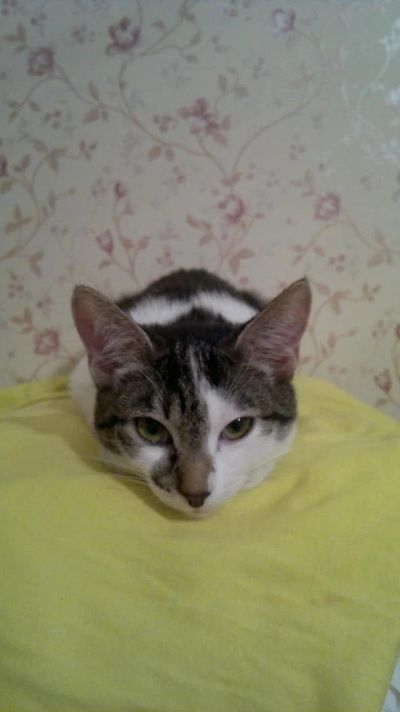 Лот: 6180715. Фото: 1. Спасите котиков. Кошки, котята