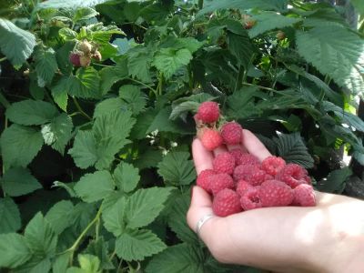Лот: 7849711. Фото: 1. Малина ! свежая, собираем на заказ... Ягоды, орехи