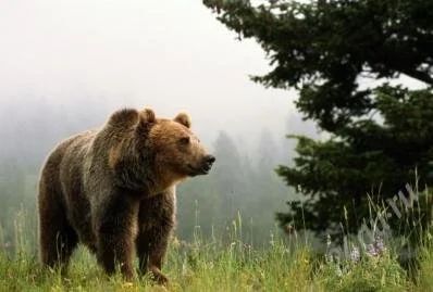 Лот: 1297265. Фото: 1. Медвежий жир. Другое (медицина)