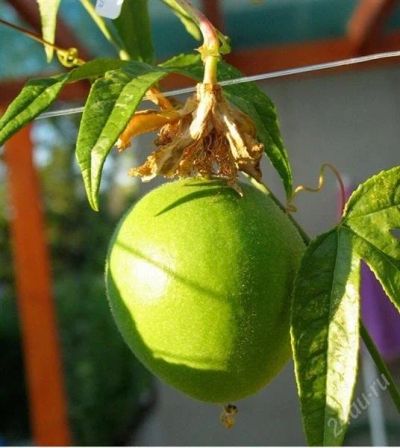 Лот: 2580386. Фото: 1. Пассифлора инкарната (Passiflora... Другое (семена, рассада, садовые растения)