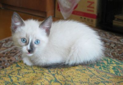 Лот: 14571480. Фото: 1. Умный, ласковый котёнок, 1,5 месяца. Кошки, котята