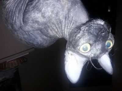 Лот: 12006532. Фото: 1. Кошку. Кошки, котята