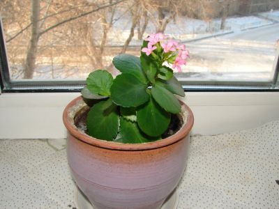 Лот: 15326814. Фото: 1. Каланхоэ. Горшечные растения и комнатные цветы