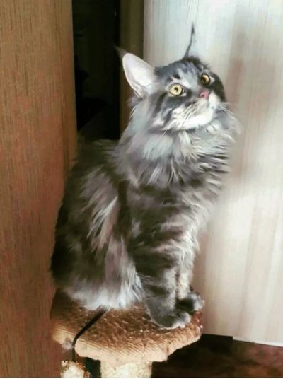 Лот: 16065659. Фото: 1. Мейн-куна котенка в добрые руки. Кошки, котята