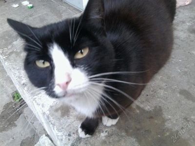 Лот: 1270028. Фото: 1. Подарю кошечку, черно-белую. Кошки, котята