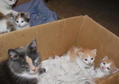 Лот: 1379304. Фото: 1. Подарю котят (котята, котенок). Кошки, котята
