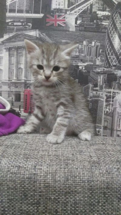 Лот: 10893723. Фото: 1. Котенок серый красивый. Кошки, котята