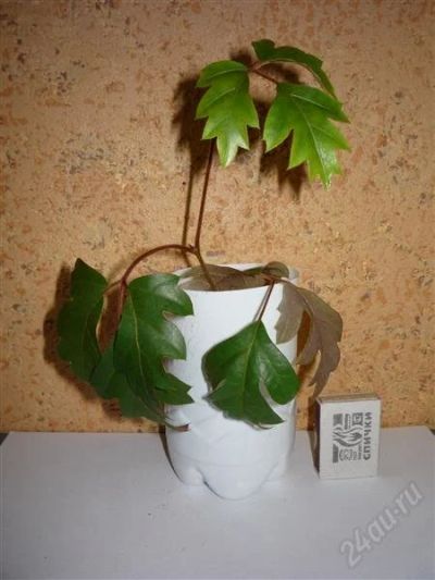 Лот: 1009274. Фото: 1. Циссус ромболистный Cissus rhombifolia... Горшечные растения и комнатные цветы