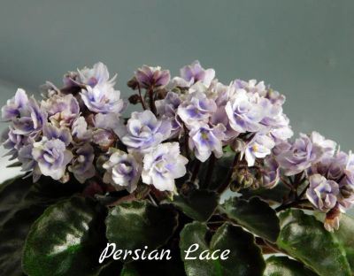 Лот: 5210383. Фото: 1. Минифиалка сортовая Persian Lace... Горшечные растения и комнатные цветы