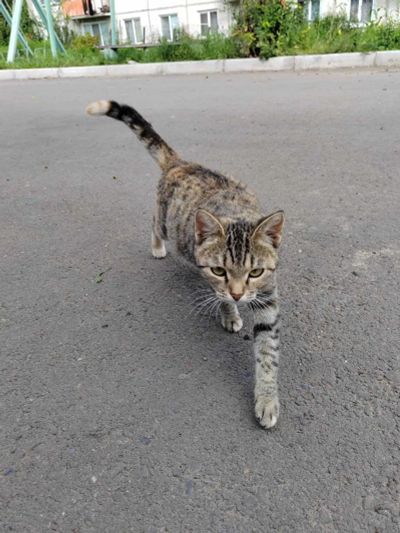 Лот: 23575270. Фото: 1. Полостая мадам в добрые руки!. Кошки, котята