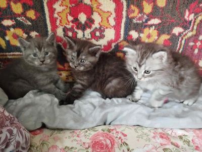 Лот: 25555679. Фото: 1. Отдам котят в добрые руки. Кошки, котята