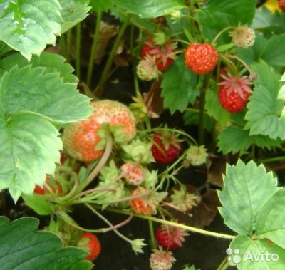 Лот: 9690468. Фото: 1. Дачный участок Нанжуль 11. Дачи