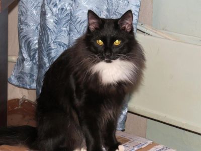 Лот: 3561070. Фото: 1. Отдам в хорошие руки шикарного... Кошки, котята