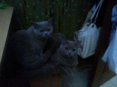 Лот: 3513248. Фото: 1. Шотландская кошечка. Кошки, котята