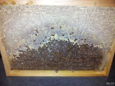 Лот: 9263636. Фото: 1. Мёд в сотах. Сибирский. (не Алтай... Мёд, продукты пчеловодства