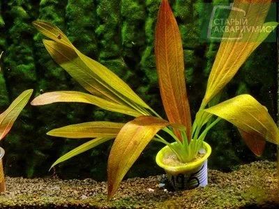 Лот: 16492529. Фото: 1. Эхинодорус Европа (Echinodorus... Водные растения