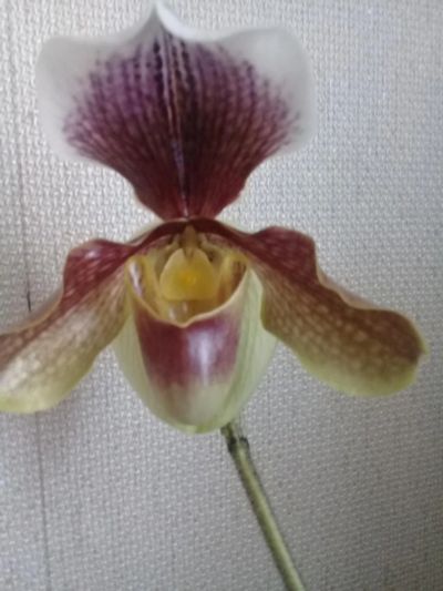 Лот: 11129540. Фото: 1. орхидея Пафиопедилум *. Горшечные растения и комнатные цветы