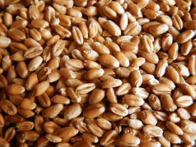 Лот: 7407350. Фото: 1. Зерно Пшеницы в мешках по 50 кг. Крупы, сыпучие продукты