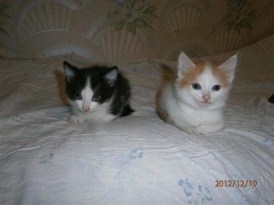 Лот: 2289338. Фото: 1. подарю котят. Кошки, котята