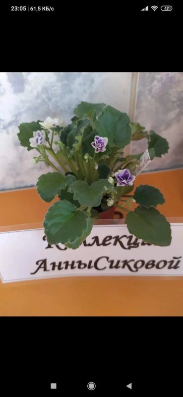 Лот: 15025700. Фото: 1. Набор фиалок мини 5 сортов. Горшечные растения и комнатные цветы