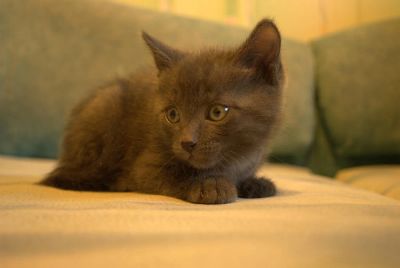 Лот: 6797207. Фото: 1. Отдам котят. Кошки, котята