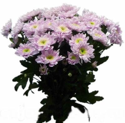 Лот: 6389727. Фото: 1. Цветы. Лот 97. Свежие цветы