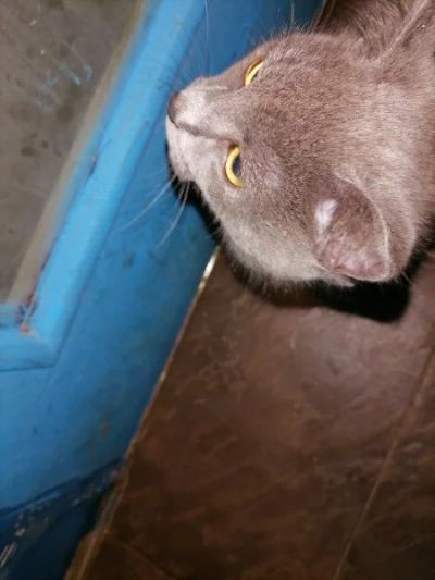 Лот: 17315889. Фото: 1. Отдам кошку. Кошки, котята
