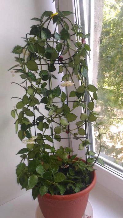 Лот: 8097694. Фото: 1. Хойя"Hoya lacunosa Eskimo" красивоцветущее... Горшечные растения и комнатные цветы