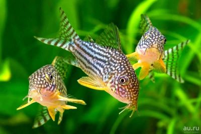 Лот: 15986243. Фото: 1. Сомик Штерба Коридорас (Corydoras... Рыбки