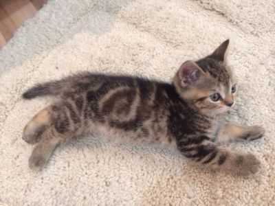 Лот: 3682474. Фото: 1. Шотландский котенок девочка с... Кошки, котята