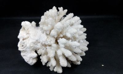 Лот: 15148436. Фото: 1. Коралл натуральный. Моллюски, ракообразные, кораллы