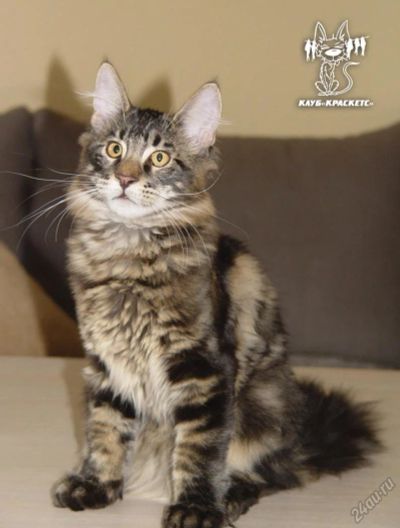 Лот: 5881102. Фото: 1. Кот Мейн кун готов к переезду... Кошки, котята