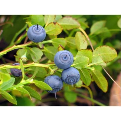 Лот: 5258883. Фото: 1. Черничник, черника (Vaccinium... Другое (красота и здоровье)