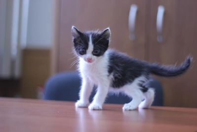 Лот: 4276837. Фото: 1. Котенок-лапочка мальчик 1мес... Кошки, котята