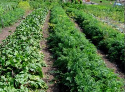 Лот: 3828767. Фото: 1. Продам огород м.Кускун. 7соток... Земельные участки