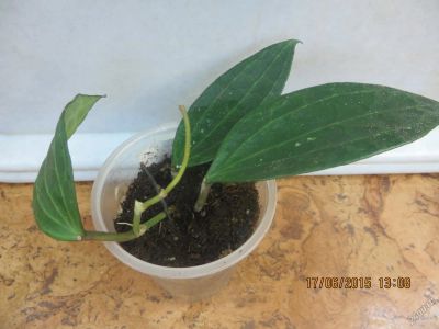 Лот: 4755782. Фото: 1. Хойя Hoya pentaphlebia. Горшечные растения и комнатные цветы